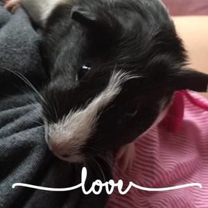 Meet your Posher, Elisabeth